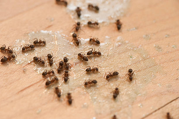 Best Pest Control Near Me  in Rawlins, WY