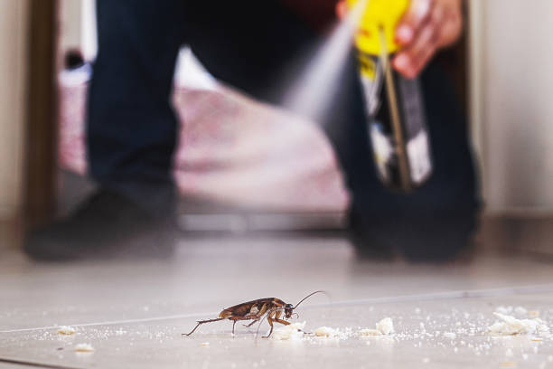Best Local Pest Control Services  in Rawlins, WY